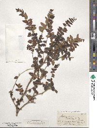 Image of Metrosideros hypericifolia