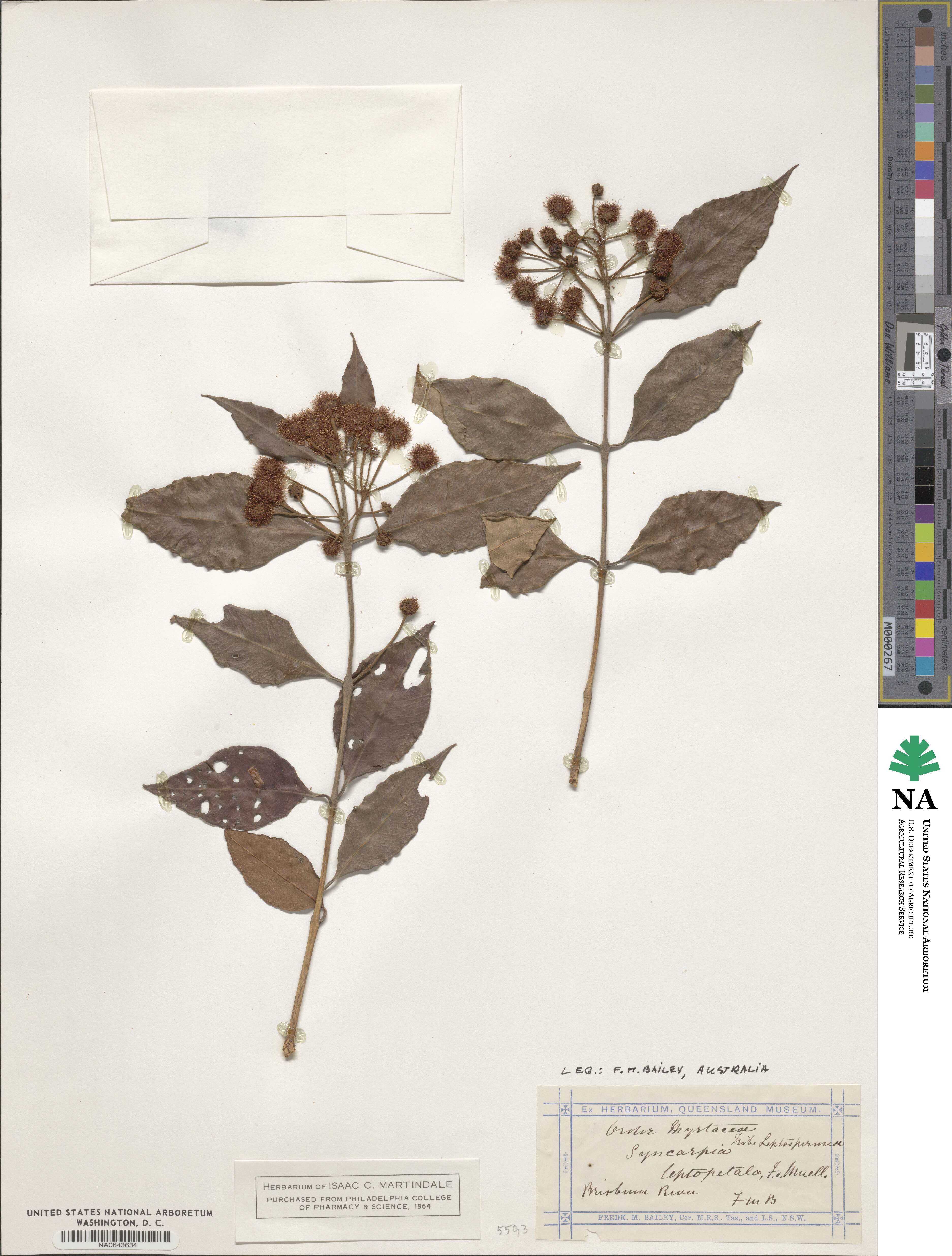 Backhousia leptopetala image