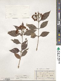 Image of Backhousia leptopetala