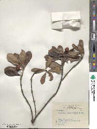 Ternstroemia gymnanthera image