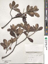 Ternstroemia gymnanthera image