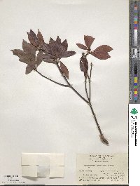 Ternstroemia gymnanthera image