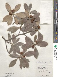 Ternstroemia gymnanthera image