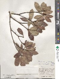 Ternstroemia gymnanthera image