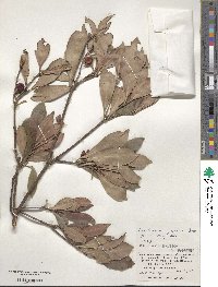 Ternstroemia gymnanthera image