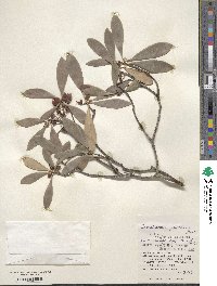 Ternstroemia gymnanthera image