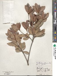 Ternstroemia gymnanthera image