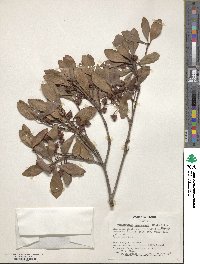 Ternstroemia gymnanthera image