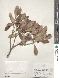 Ternstroemia gymnanthera image