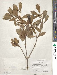 Ternstroemia gymnanthera image