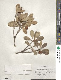 Ternstroemia gymnanthera image