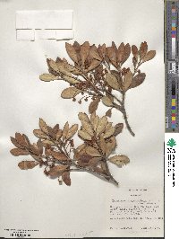 Ternstroemia gymnanthera image