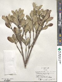 Ternstroemia gymnanthera image