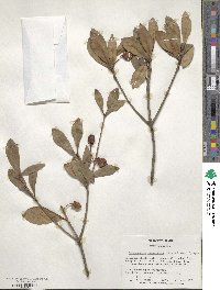 Ternstroemia gymnanthera image