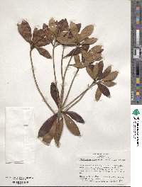 Ternstroemia gymnanthera image