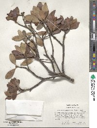 Ternstroemia gymnanthera image