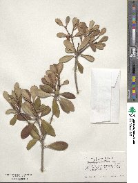 Ternstroemia gymnanthera image