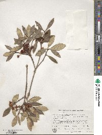 Ternstroemia gymnanthera image