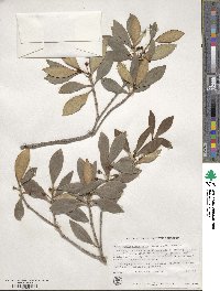 Ternstroemia gymnanthera image