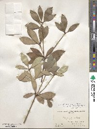 Ternstroemia gymnanthera image