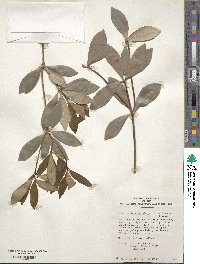 Ternstroemia gymnanthera image