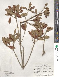 Ternstroemia gymnanthera image