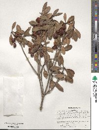 Ternstroemia gymnanthera image