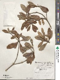 Ternstroemia gymnanthera image