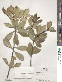 Ternstroemia gymnanthera image