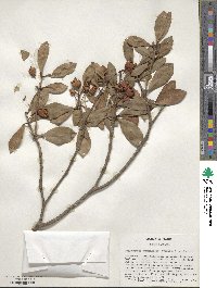 Ternstroemia gymnanthera image