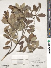 Ternstroemia gymnanthera image