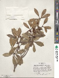 Ternstroemia gymnanthera image