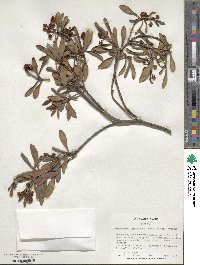 Ternstroemia gymnanthera image