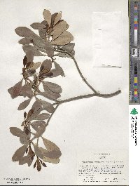 Ternstroemia gymnanthera image