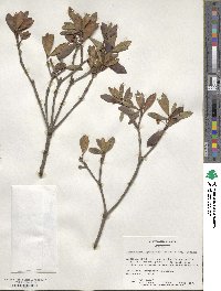 Ternstroemia gymnanthera image