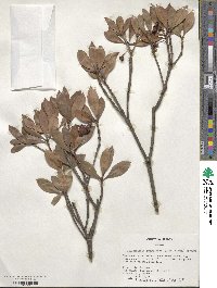 Ternstroemia gymnanthera image