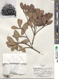 Ternstroemia gymnanthera image