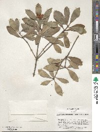 Ternstroemia gymnanthera image