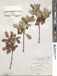 Ternstroemia gymnanthera image