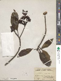 Anneslea fragrans image