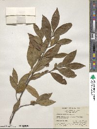 Adinandra bockiana var. acutifolia image