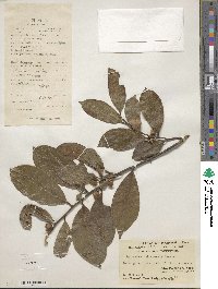 Adinandra hainanensis image