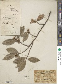 Adinandra hainanensis image