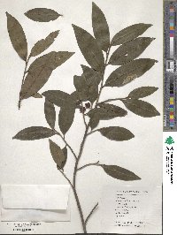 Adinandra millettii image