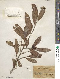 Adinandra millettii image