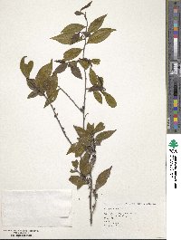 Eurya acuminata image