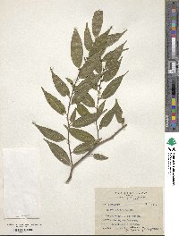 Eurya acuminata image