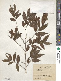 Eurya acuminata image