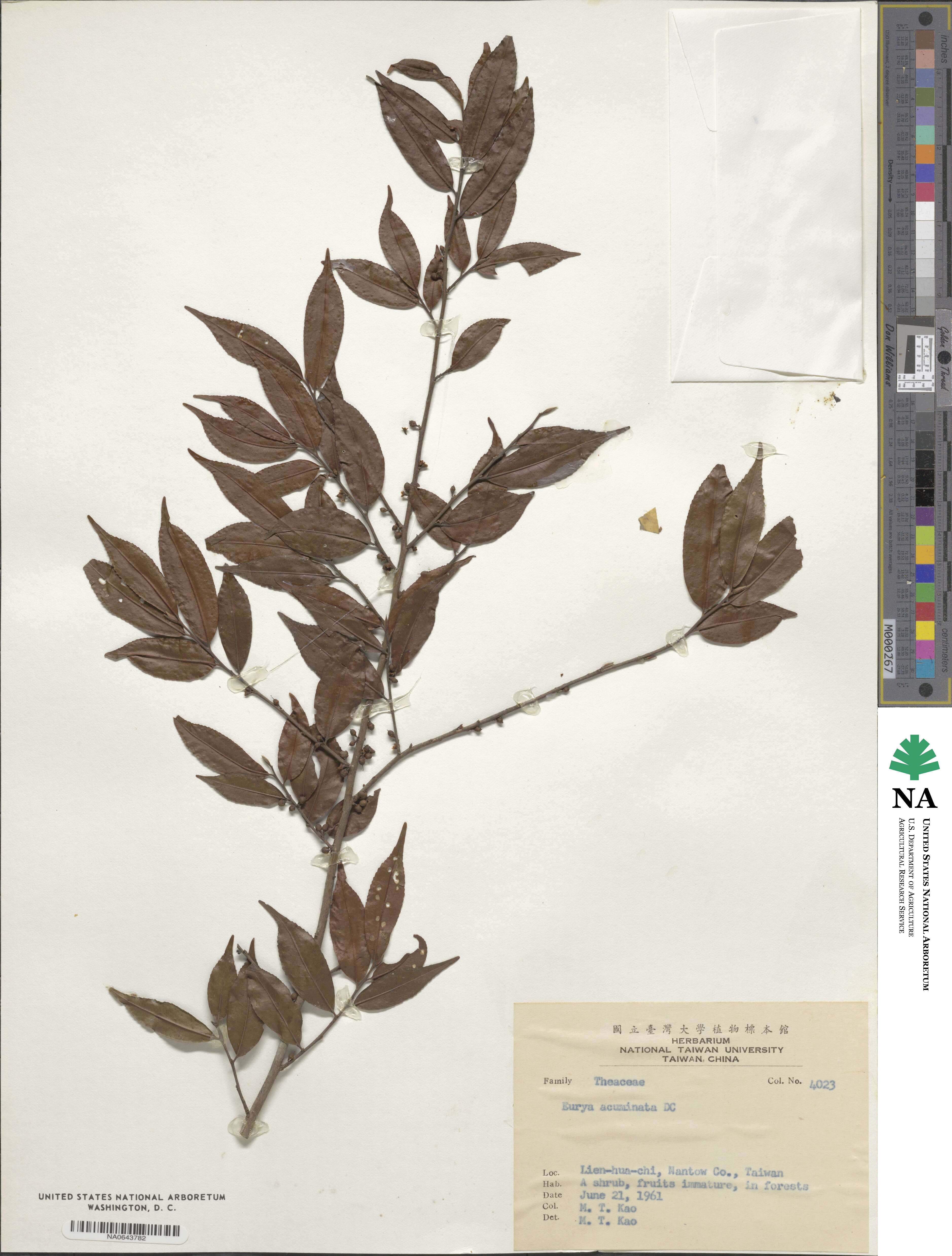 Eurya acuminata image