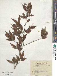 Eurya acuminata image